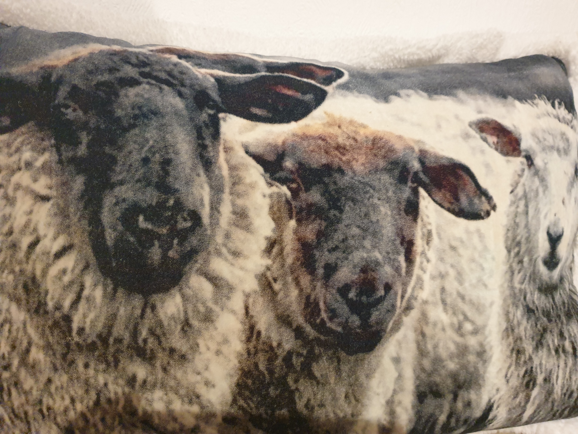 Coussin mouton sherpa 40x60